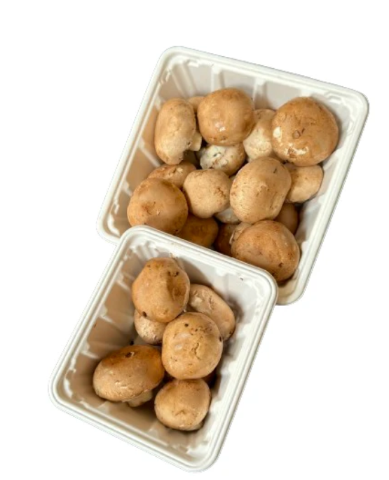 Hot! GreenPack Square Mushroom Tray 46oz